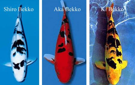 Cá Koi Nhật Bekko