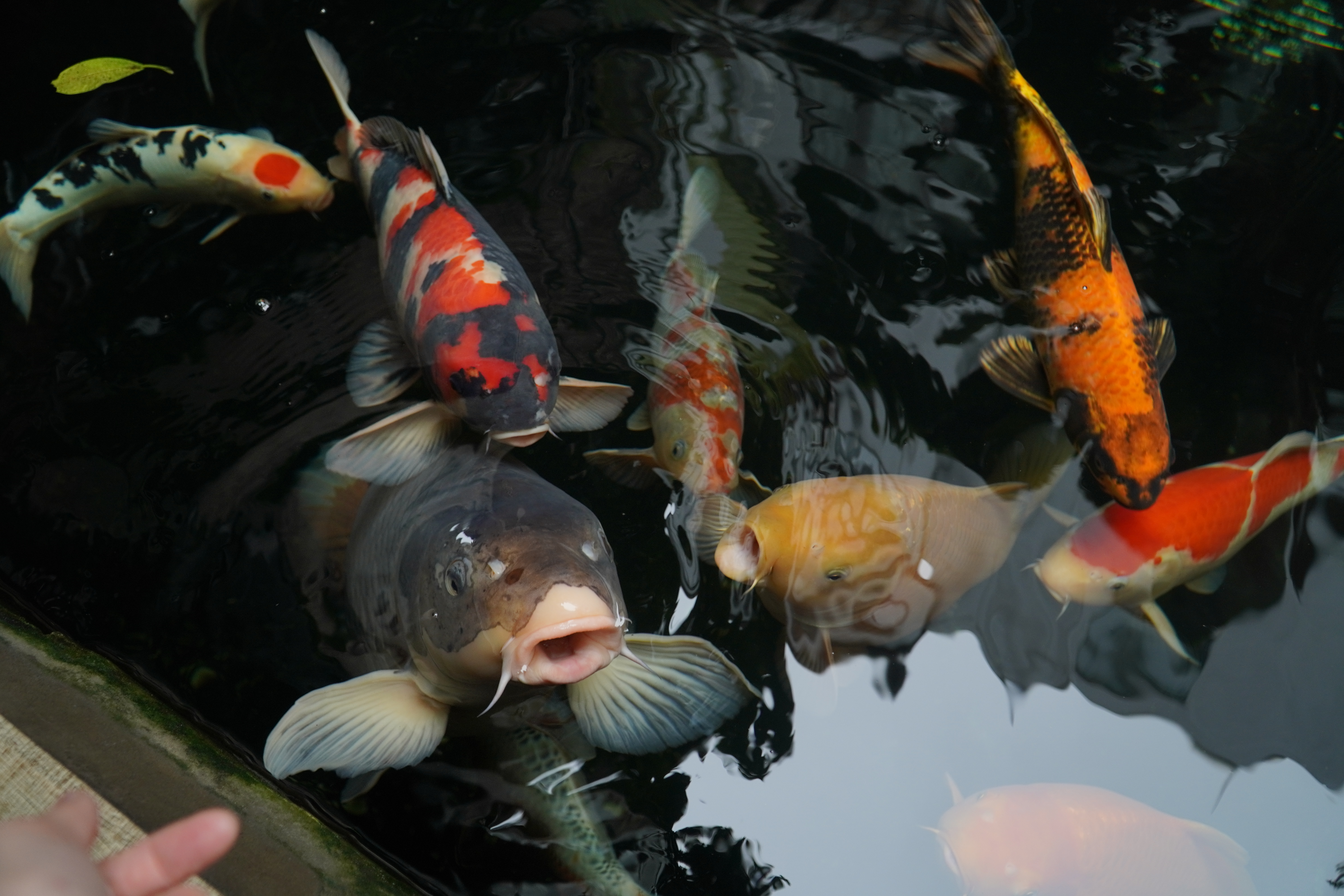 Những loại cá Koi nào thường dùng để dẫn đàn trong hồ