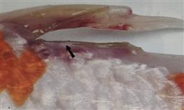 Hội chứng bệnh Thối vây - Thối mang - Thối miệng - Bệnh về da ở cá Koi do Columnaris gây ra
