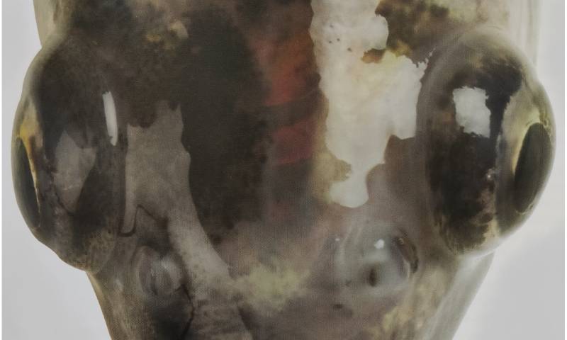 Bệnh Popeye (lồi mắt) ở cá Koi - Cách chữa trị