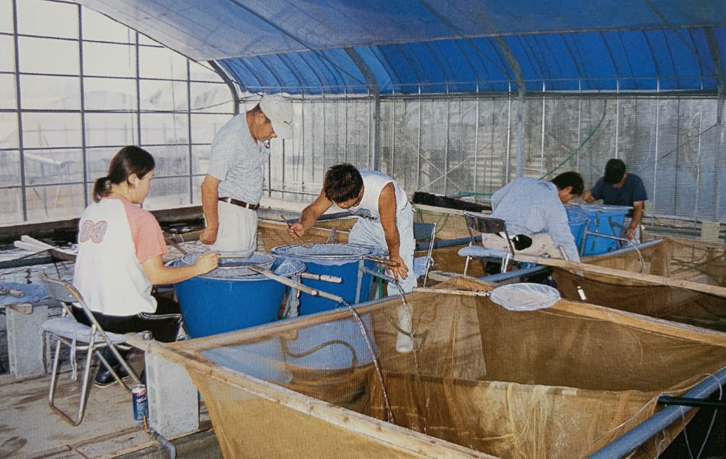 Quá trình sinh sản và thời điểm thu hoạch cá Koi từ các nhà lai tạo Nhật Bản