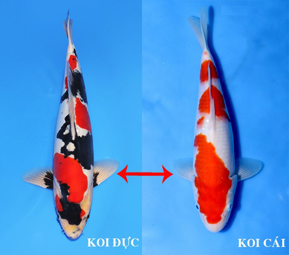 Hướng dẫn phân biệt cá Koi đực và cái