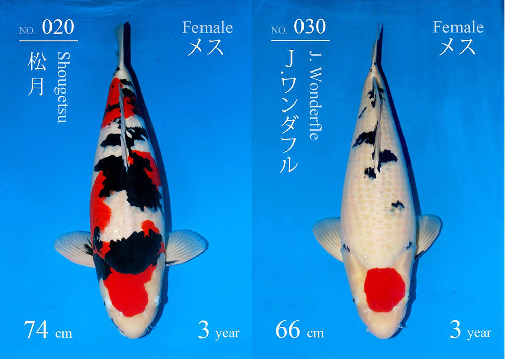 Mở Bán Và Đấu Giá Tại Sakai - Top 1 Trại Cá Nhật Bản