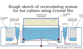 Gợi ý cách tạo hệ thống lọc hồ cá Koi Nhật tiêu chuẩn