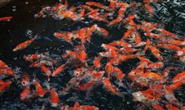 Cho cá koi Nhật ăn cám tăng màu đúng cách như thế nào?