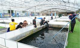 Địa chỉ bán cá Koi Nhật chuẩn với giá cả cạnh tranh nhất