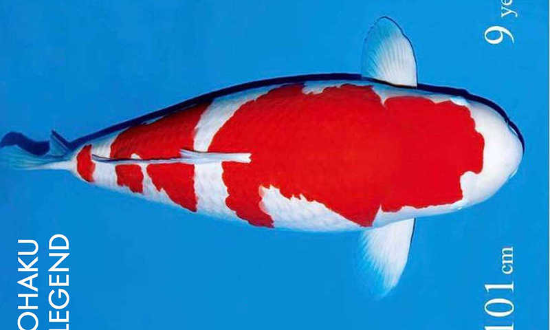 Bí mật về chú cá Koi đẹp nhất thế giới