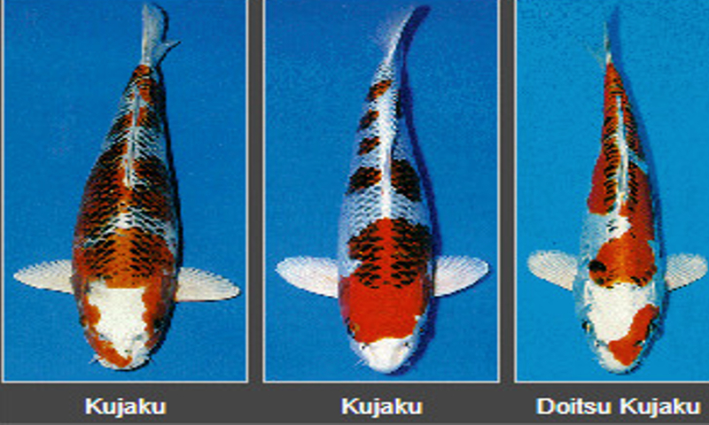 Cá Koi Nhật Kujaku