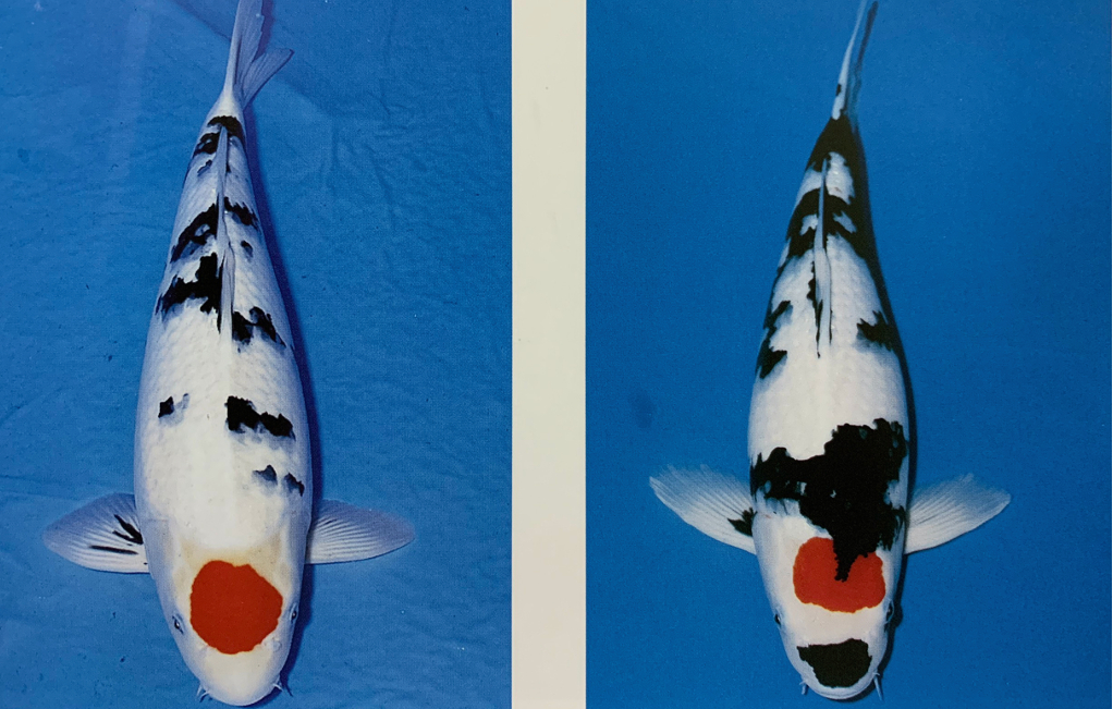 Các loại cá Koi Tancho và những điều thú vị về chúng