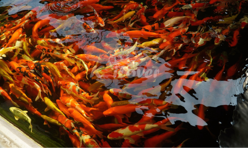 Các yếu tố ảnh hưởng đến màu sắc ở cá Koi Nhật