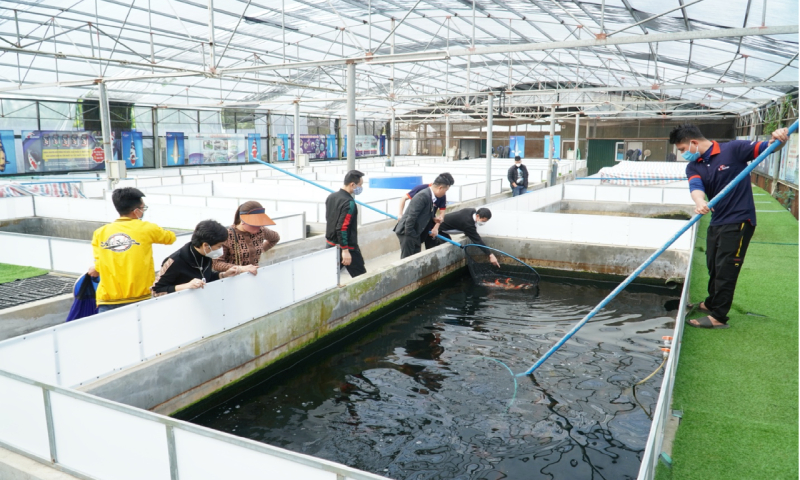 Địa chỉ bán cá Koi Nhật chuẩn với giá cả cạnh tranh nhất