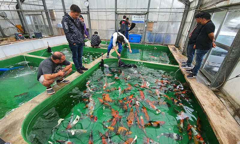 Đợt mở bán cá Koi Nhật mùa đông cực lớn 