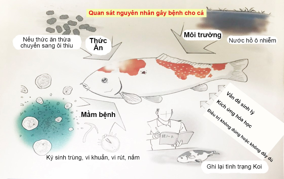 Hướng dẫn cách quan sát cá Koi để phát hiện các triệu chứng ban đầu khi cá bị bệnh