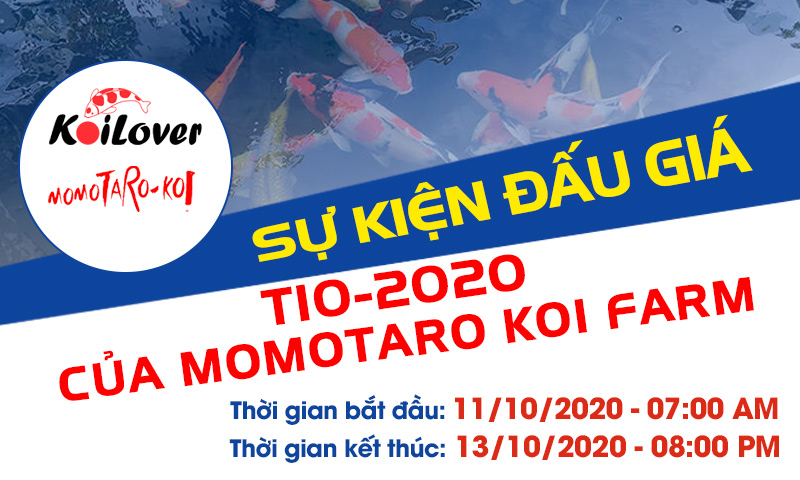 Sự kiện đấu giá T10-2020 của Momotaro Koi Farm