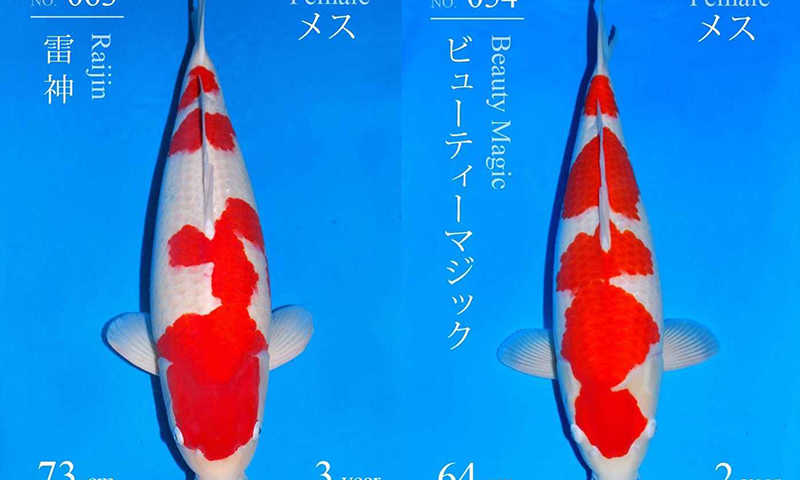 Mở bán - Đấu giá tháng 12 tại Sakai Fish Farm