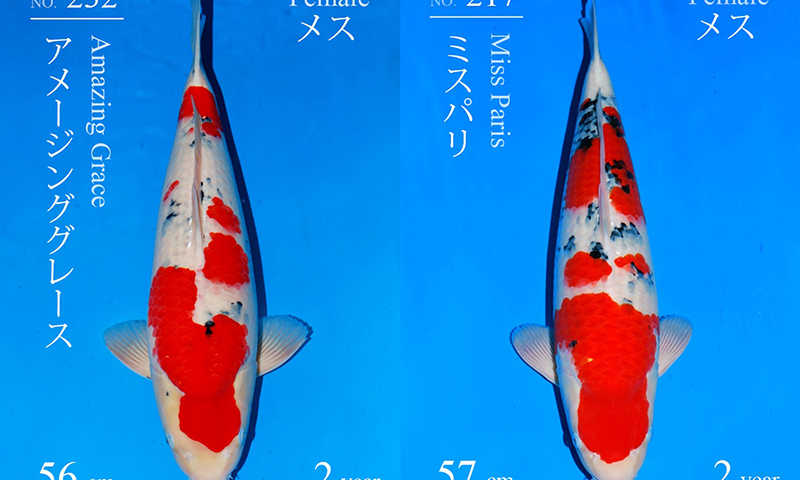 Mở bán và đấu giá tại Sakai - Top 1 trại cá Nhật Bản