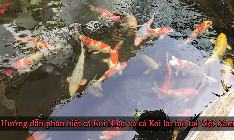 Hướng dẫn phân biệt cá Koi Nhật và cá Koi lai tạo tại Việt Nam 