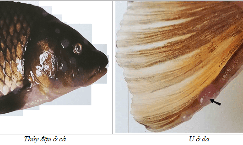 Vết u trên da và thủy đậu ở cá Koi